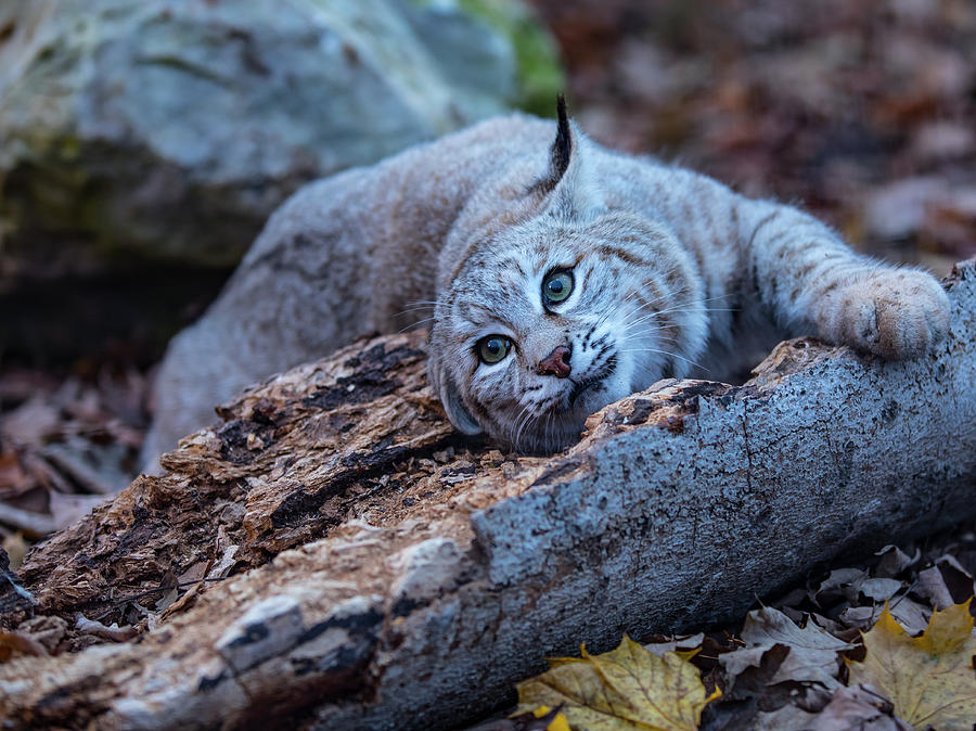 Animals Mammal Bobcat Photograph By Cj Park Pixels