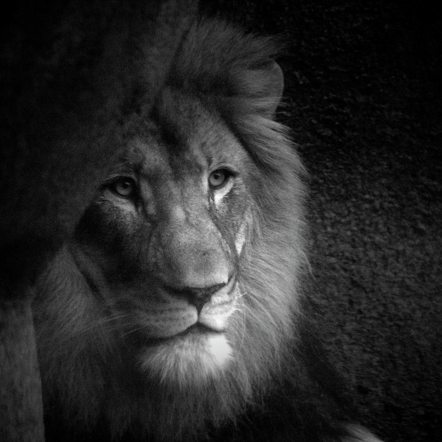 Animal Photograph - Animals Mr Lion In Black And White SQ Format by Thomas Woolworth
