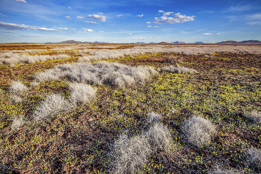 Animas High Desert in Bloom by Lon Dittrick Animas High Desert in Bloom by Lon Dittrick