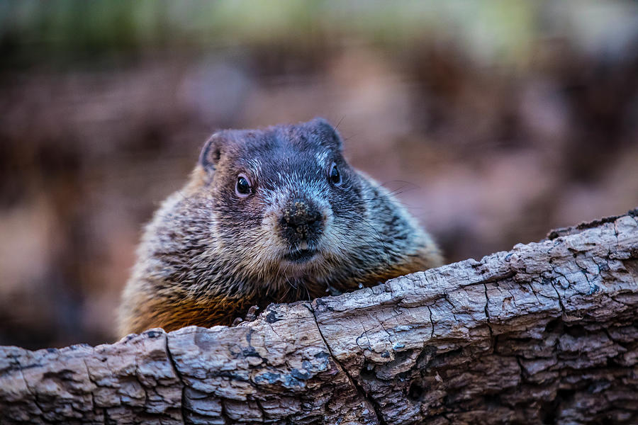 Animlas- Mammal - Groundhog - Groundhog Peek-a- Boo Photograph by CJ Park