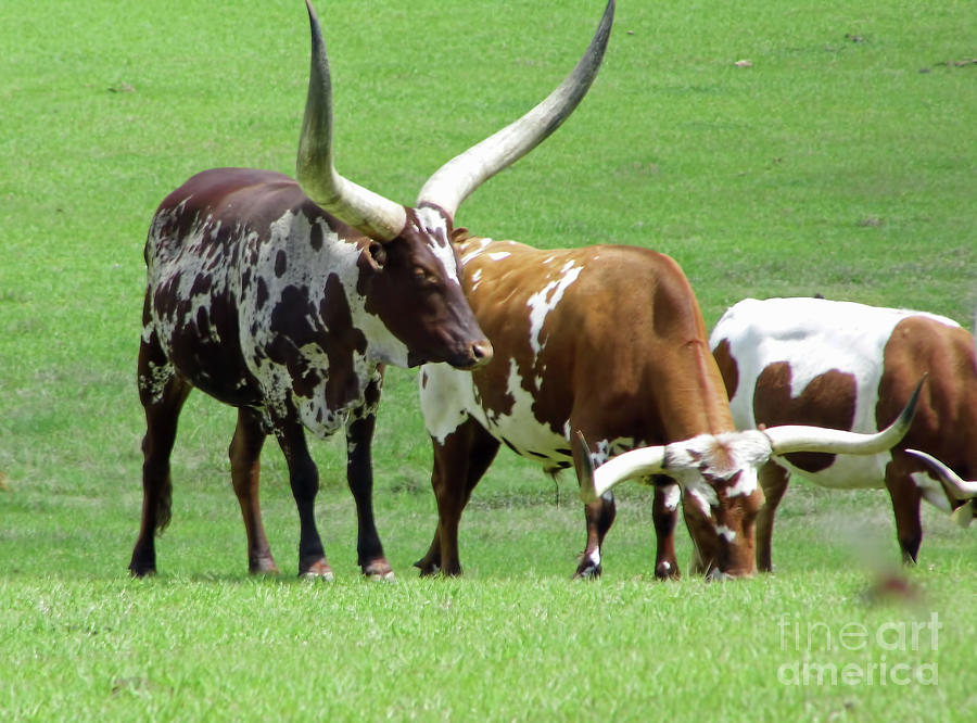 Ankole And Texas Longhorn Cattle Photograph by D Hackett