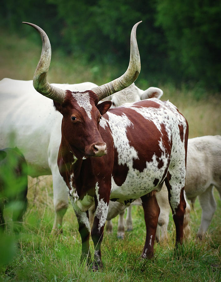 Ankole-Watusi Cow Photograph by Claudia Botterweg - Pixels