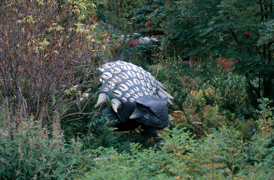 Ankylosaurus Photograph by David Hosking