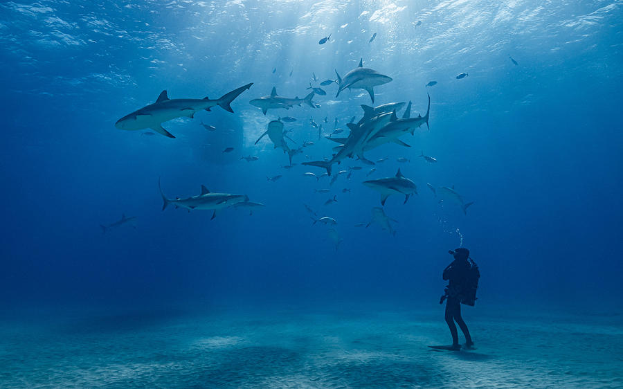 Anna And The Sharks Photograph by Thomas Marti