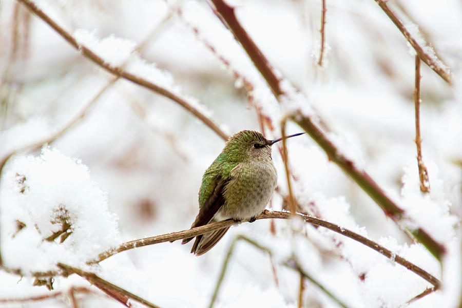Anna Hummingbird in Winter Photograph by Peggy Collins