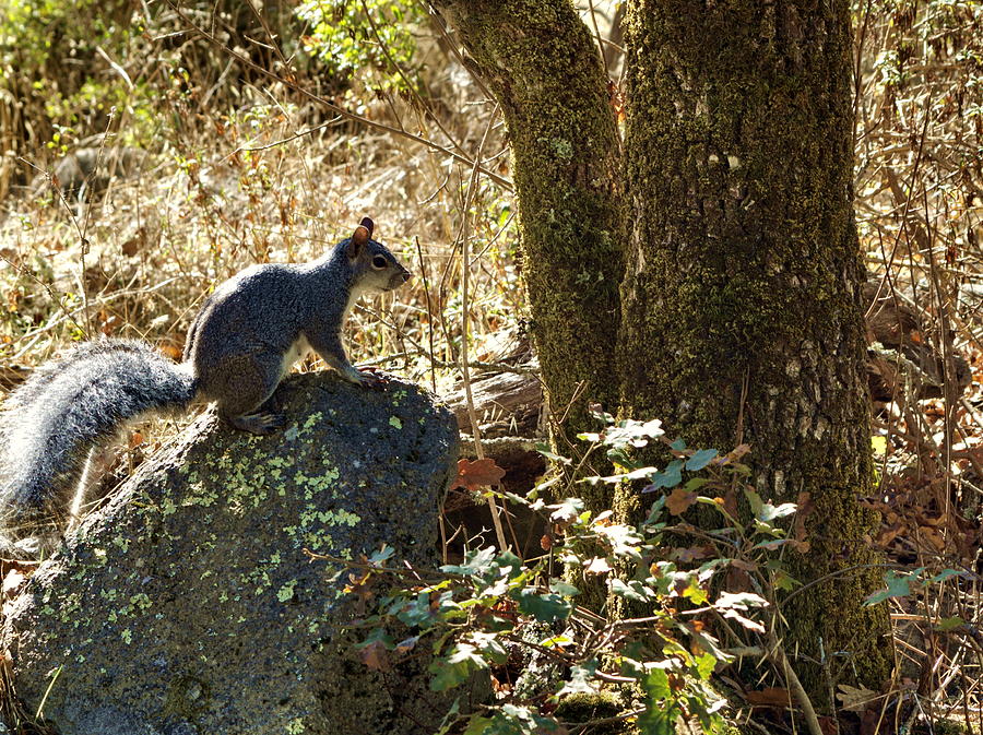 Annadel Grey Squirrel Photograph by Richard Thomas