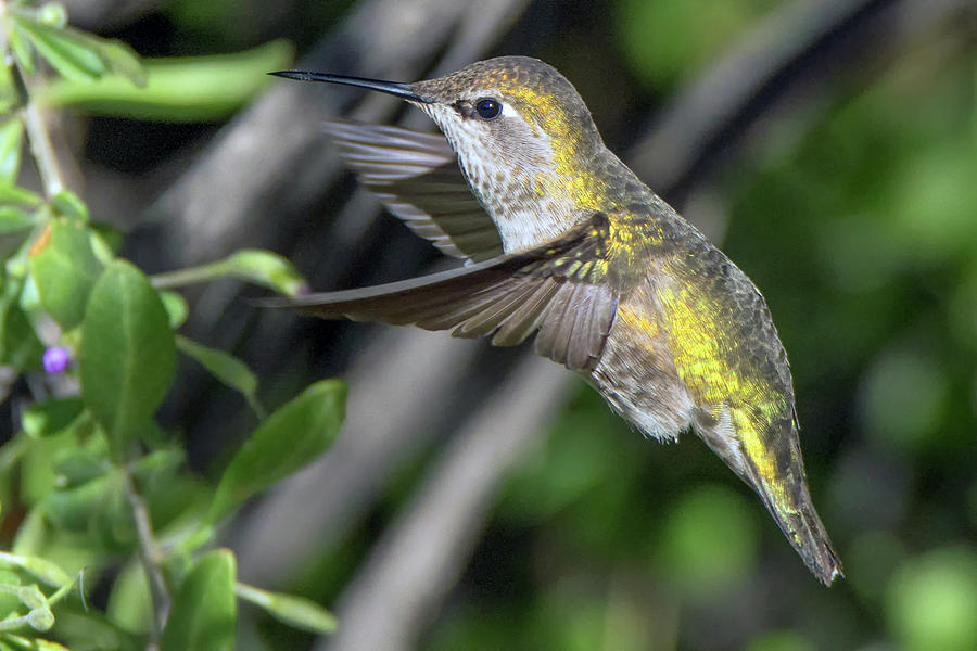 Annas Hummingbird 1066-011419 Photograph by Tam Ryan