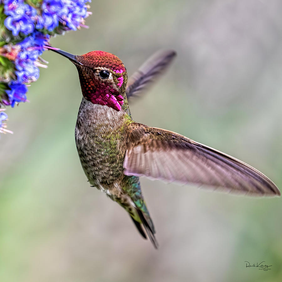 Anna's Hummingbird 2 Photograph by Ronald Kotinsky - Fine Art America