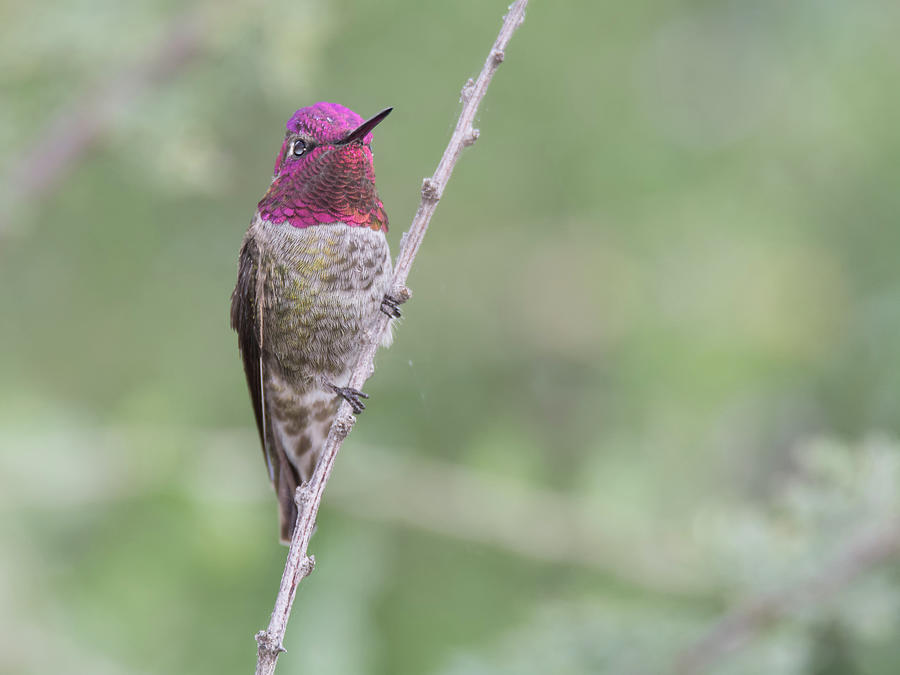 Annas Hummingbird 5117-102218-cr Photograph by Tam Ryan