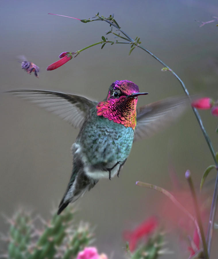 Annas Hummingbird, Arizona Photograph by Tim Fitzharris