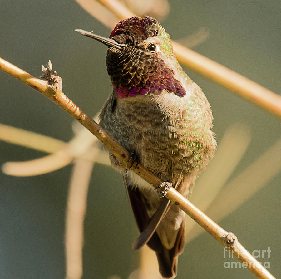 Annas Hummingbird Photograph by Dennis Hammer