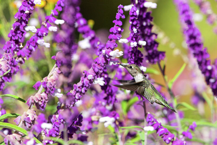 Spring Photograph - Annas Hummingbird drinking from Mexican Sage by Sheila Fitzgerald