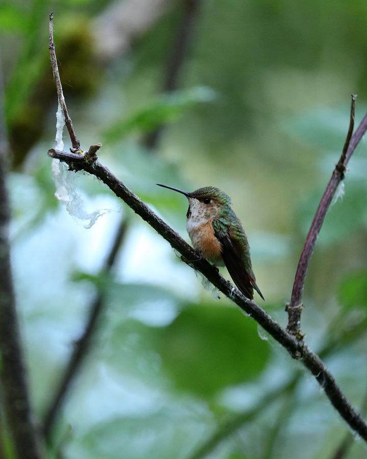 Annas Hummingbird Photograph by Iina Van Lawick