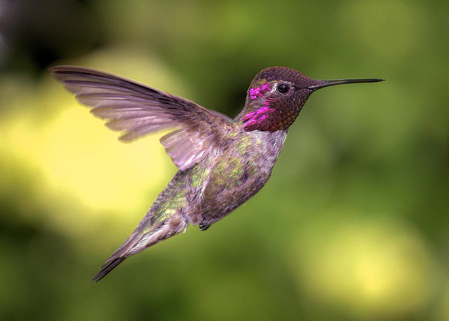 Annas Hummingbird In Flight Photograph by Jeff Schwartz
