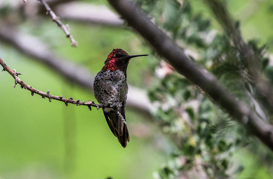 Annas Hummingbird in Tree 3 Photograph by Dawn Richards