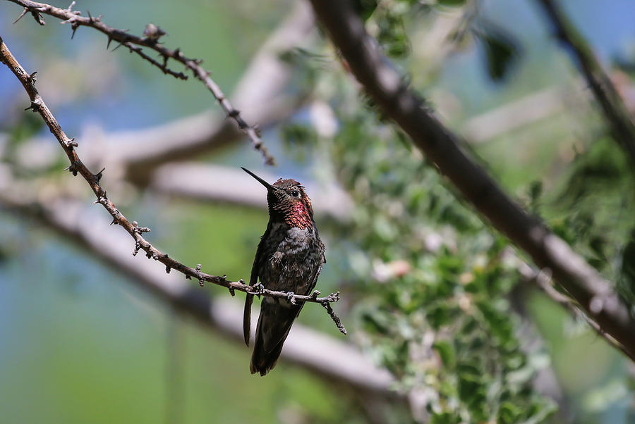 Annas Hummingbird in Tree 6 Photograph by Dawn Richards
