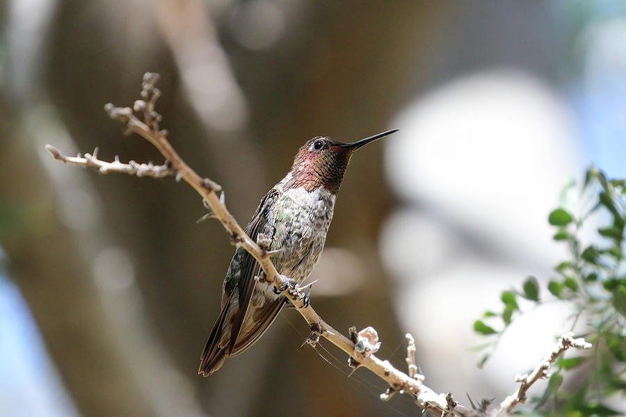 Annas Hummingbird in Tree 7 Photograph by Dawn Richards