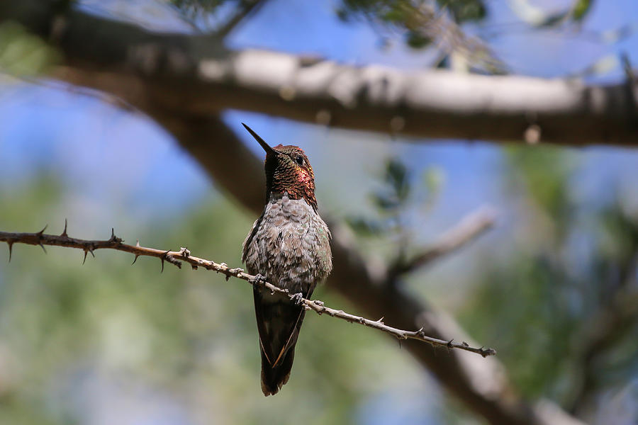 Annas Hummingbird in Tree 8 Photograph by Dawn Richards