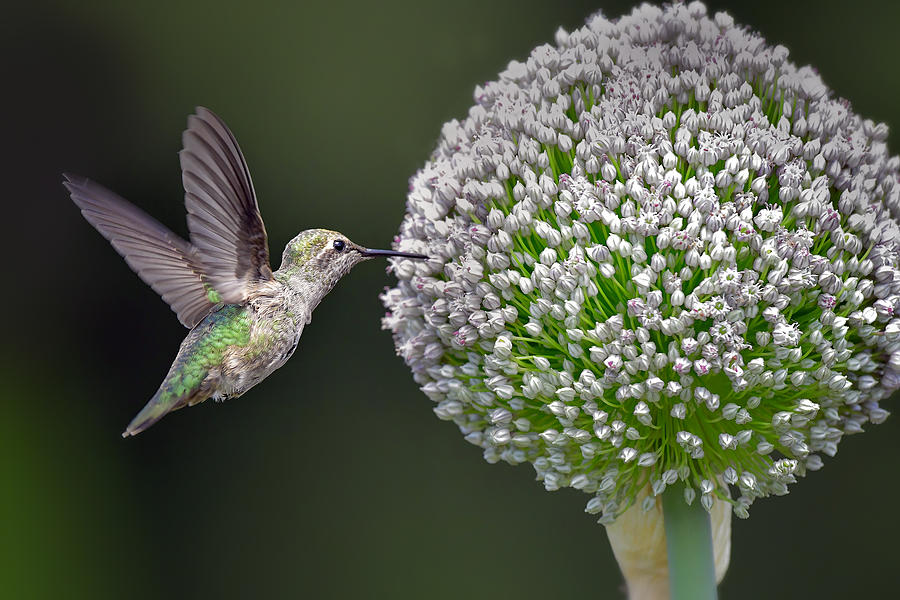 Hummingbirds Photograph - Annas Hummingbird by James G Pelton