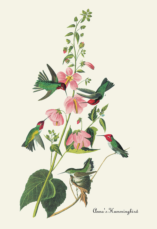 Annas Hummingbird Painting by John James Audubon