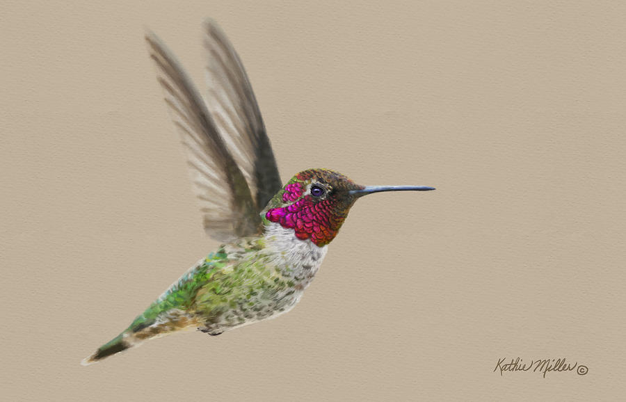 Annas Hummingbird Digital Art by Kathie Miller