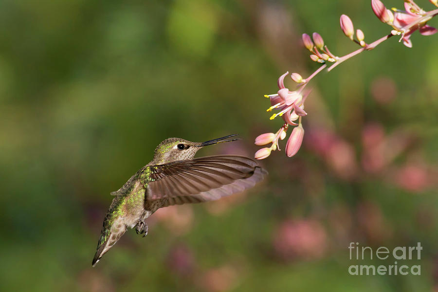 Annas Hummingbird on a Summer Morning Photograph by Ruth Jolly