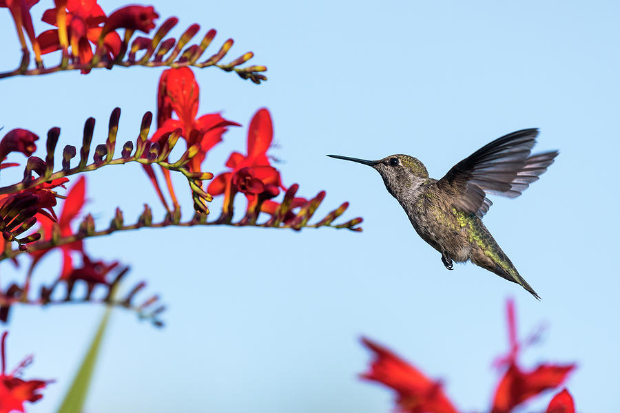 Annas Hummingbird Photograph by Robert Potts