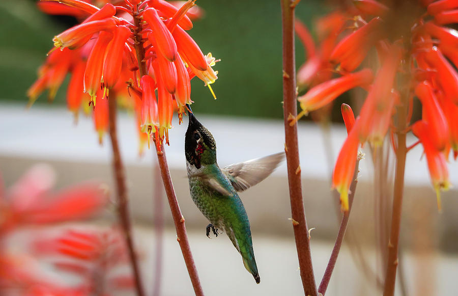 Annas Hummingbird with Torch Aloe Vera Blooms 1 Photograph by Dawn Richards
