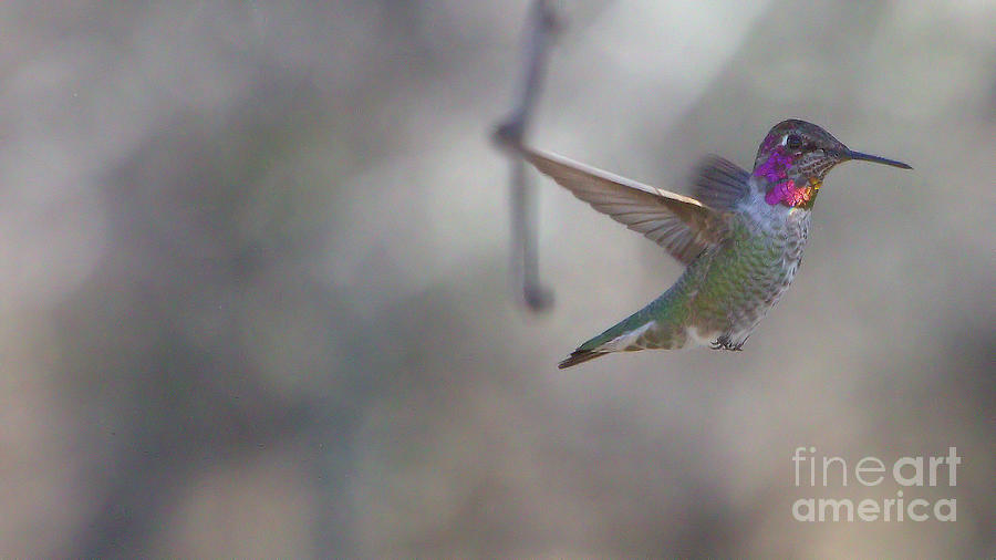 Anna's Hummingbird 3_Sedona_Arizona Photograph by Randy Matthews