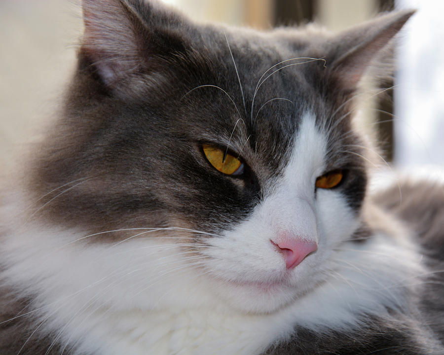 Annoyed Pretty Kitty Photograph
