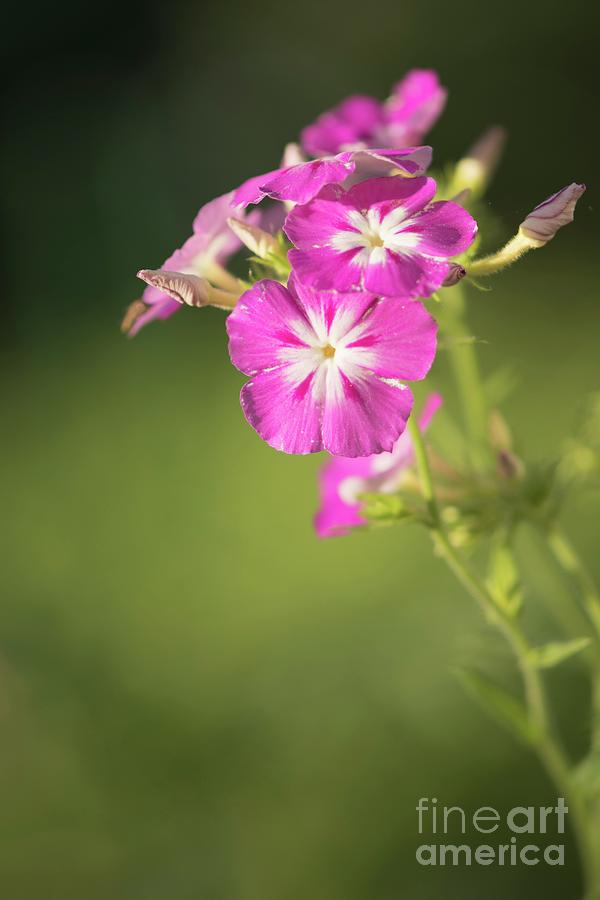 Annual Phlox (phlox Drummondii) Flowers Photograph by Maria Mosolova/science Photo Library