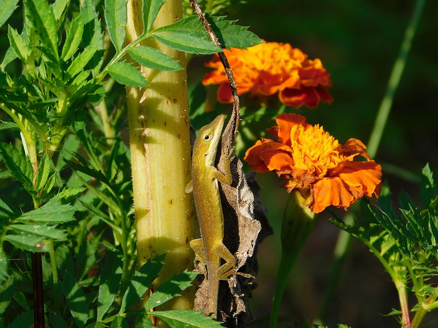 Anole Photograph by Carl Moore