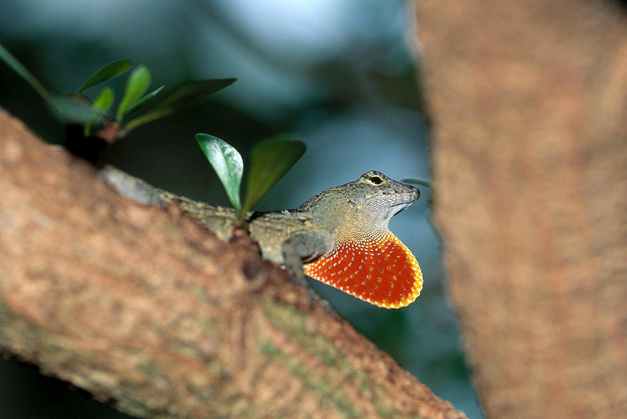 Anole Courtship Display Photograph by Michael Lustbader