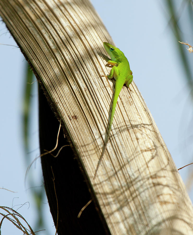 Anole by Karl Ford Anole by Karl Ford