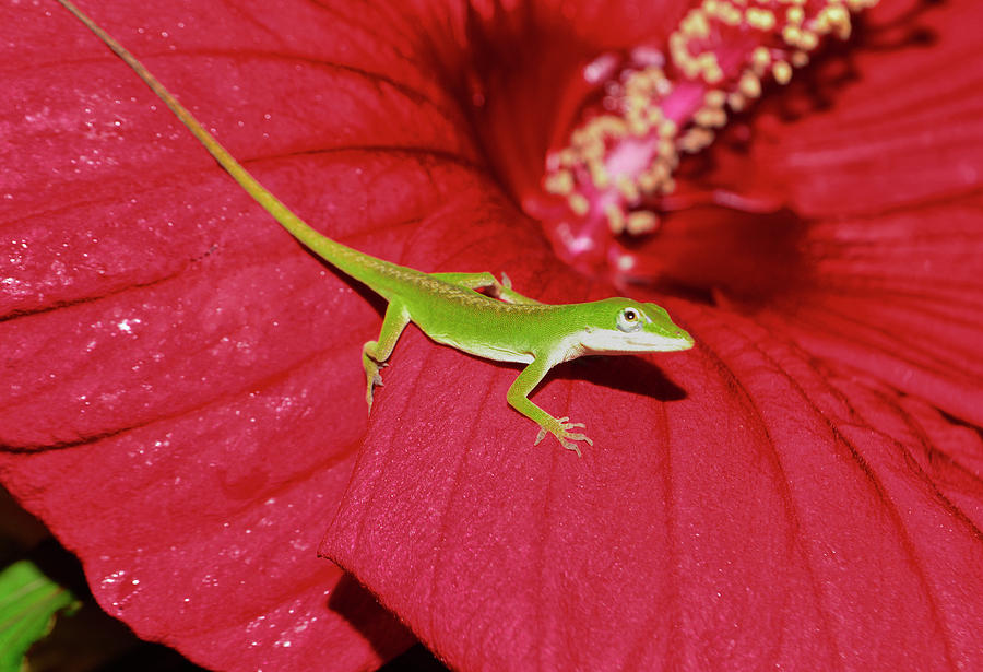 Anole Lizard In A Hibiscus 008 Photograph by George Bostian
