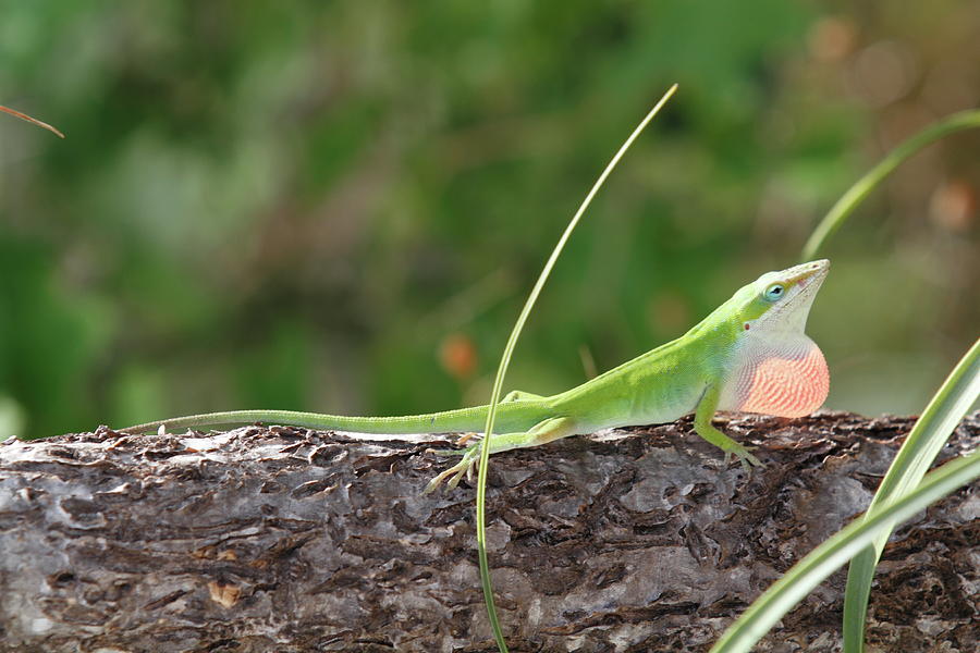 Anole Lizard Photograph by Scott Moore Limelight Imaging