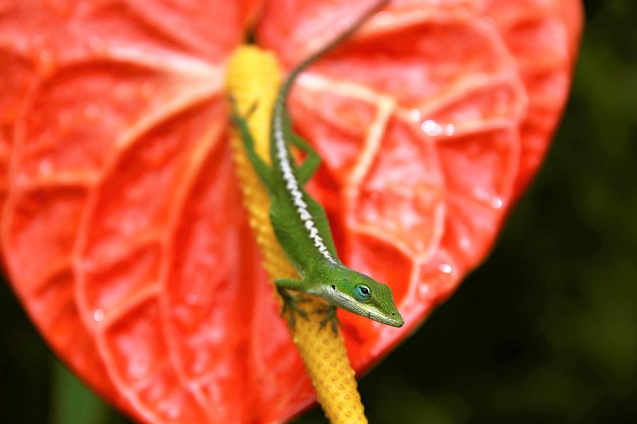 Anole on Anthurium Photograph by Heidi Fickinger