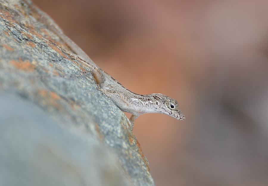 Anole On The Rocks Photograph by Fraida Gutovich