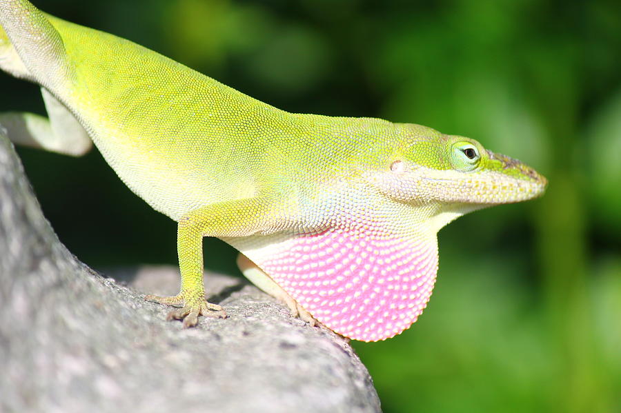 Anolis carolinensis Lizard Photograph by Candance Johnson - Fine Art ...