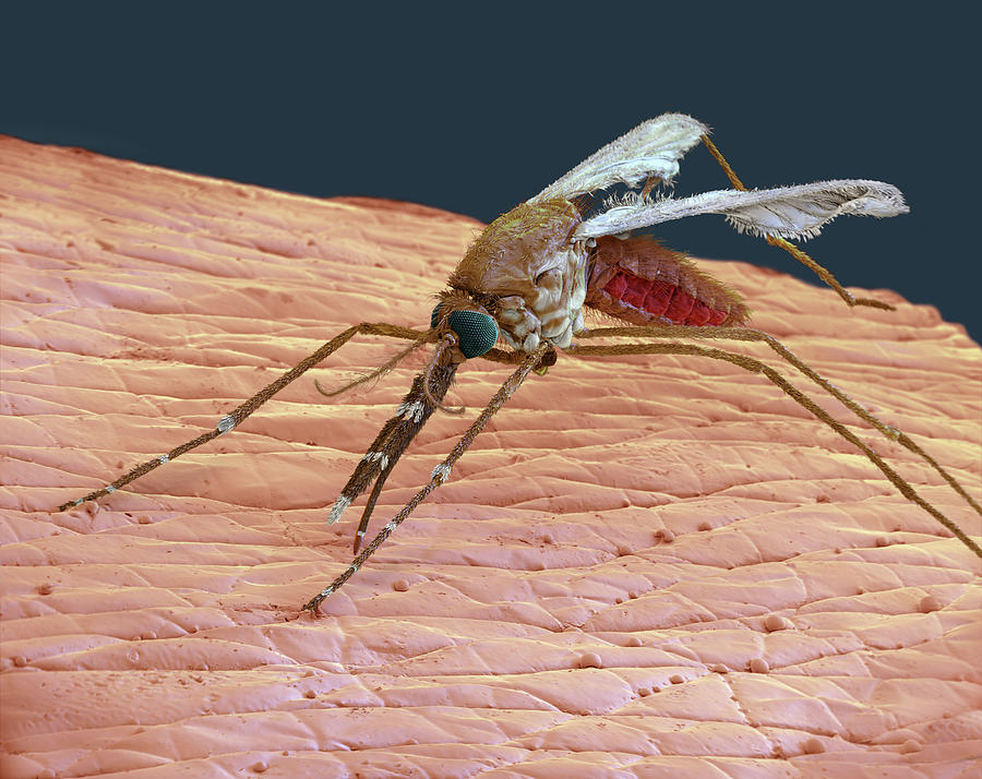 Anopheles Gambiae Mosquito, Sem Photograph by Oliver Meckes EYE OF SCIENCE