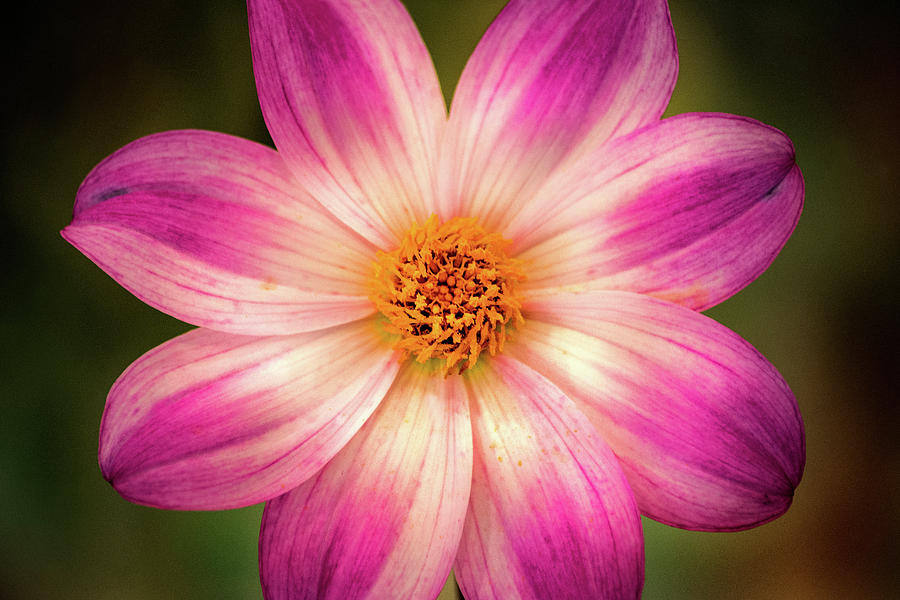 Another Amazing Dahlia Photograph by Don Johnson