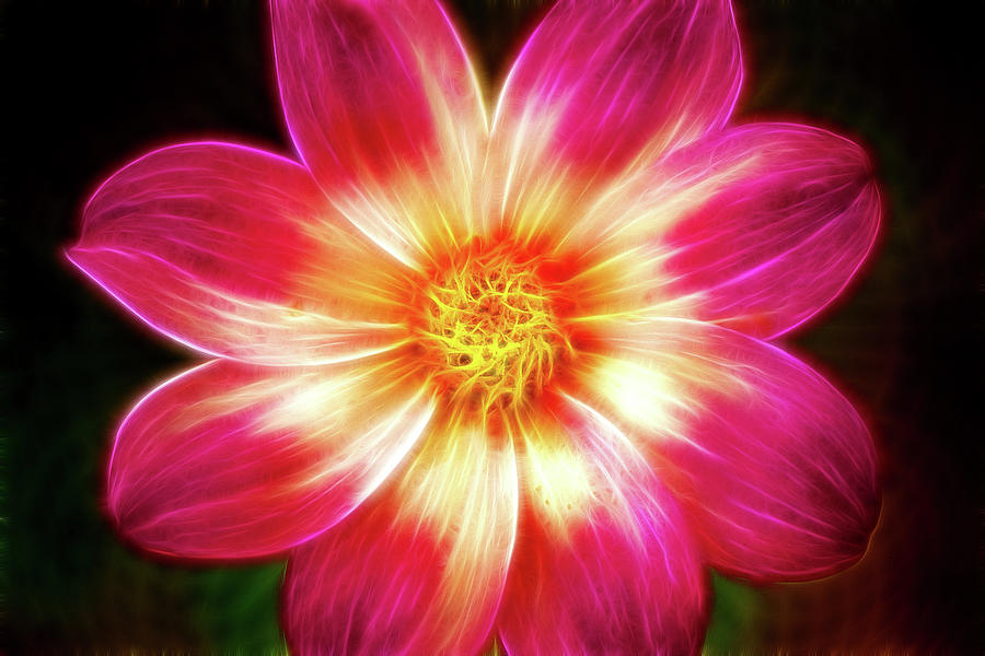 Another Artistic Amazing Dahlia Photograph by Don Johnson