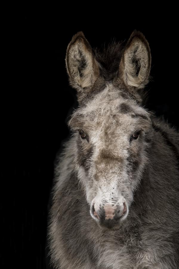 Another Dark Donkey Photograph by Gert Van Den Bosch
