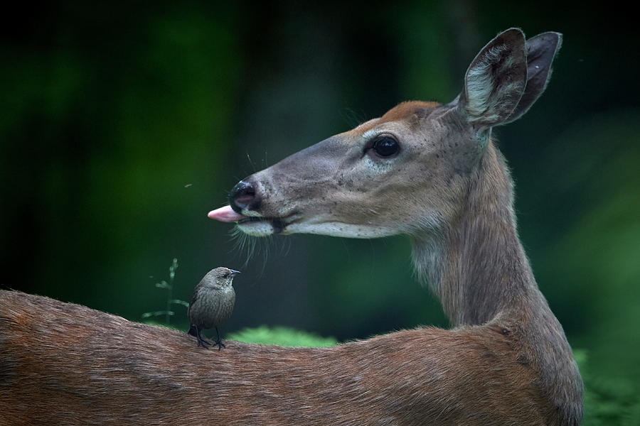 Another Deer Photograph by Paul Freidlund