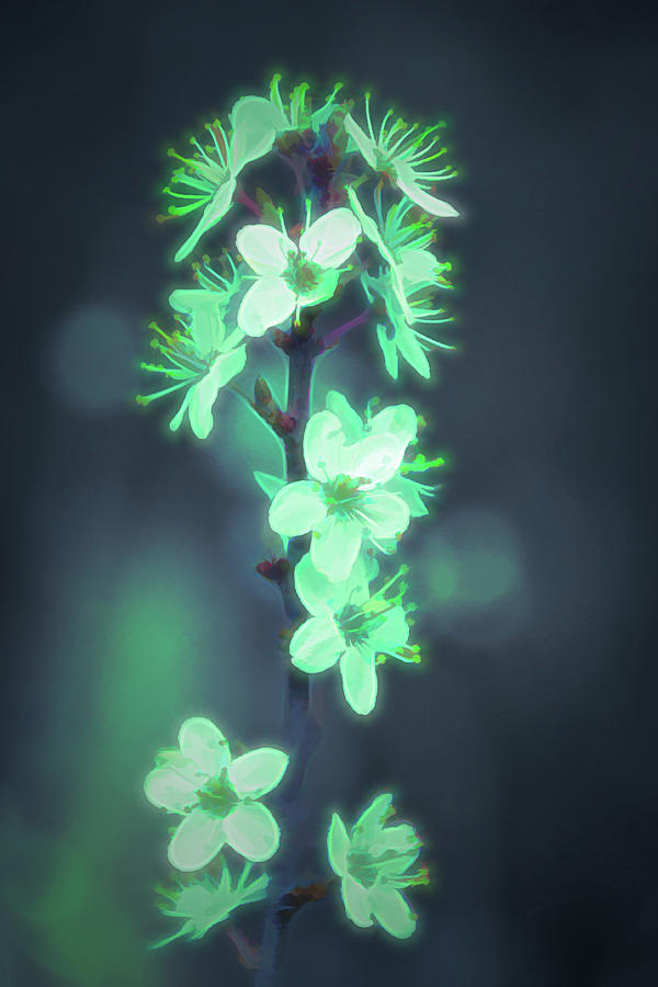 Another World - Glowing Flowers Photograph by Scott Lyons