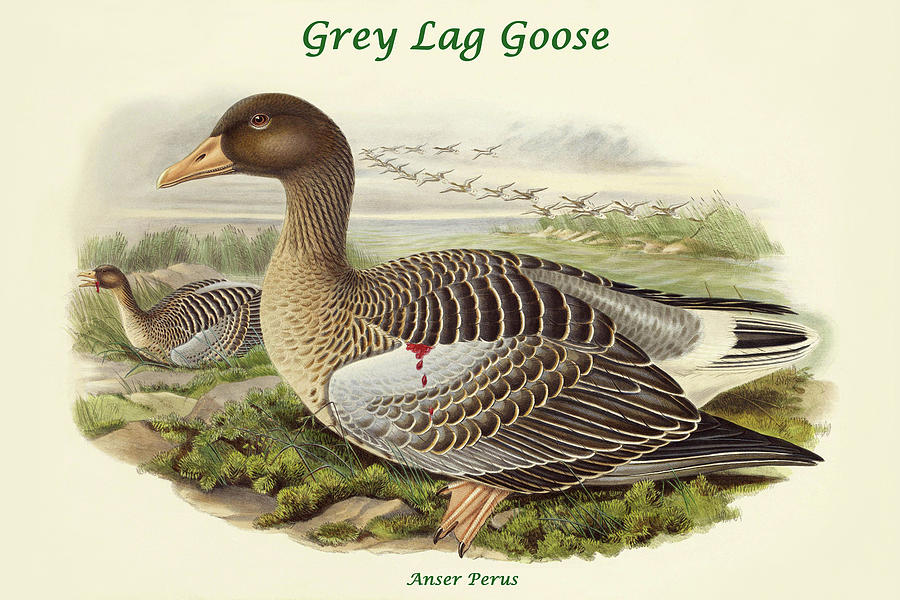 Goose Painting - Anser Perus - Grey Lag Goose by John Gould