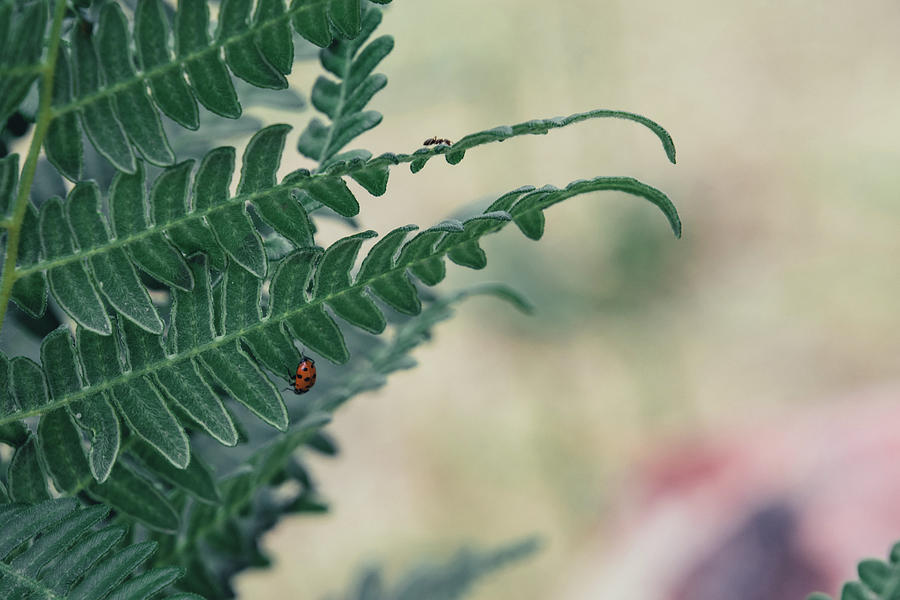 Ant and Ladybug Photograph by Melisa Elliott