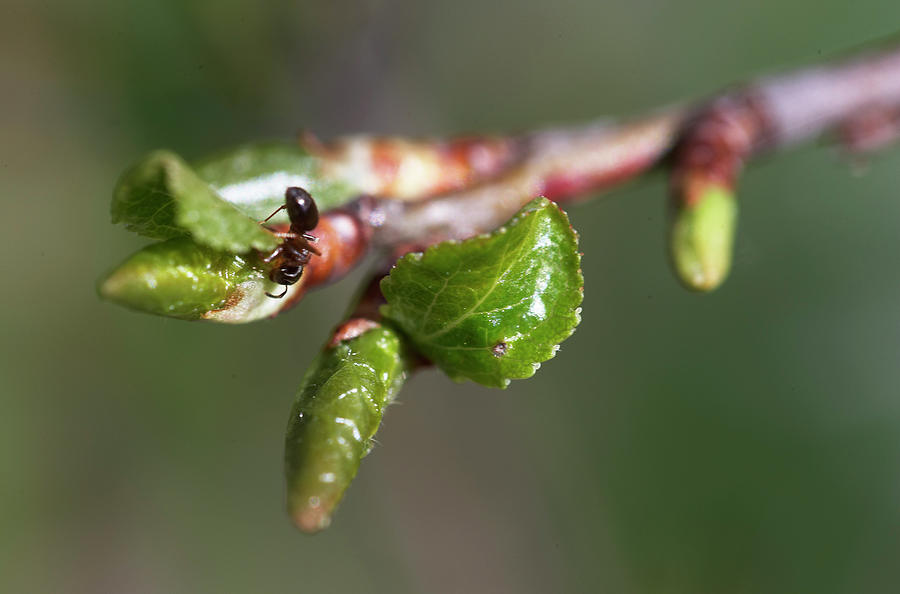 Ant Collecting Leaf Sap From Fresh Shoots Photograph by House Of Pictures / Kennet Havgaard