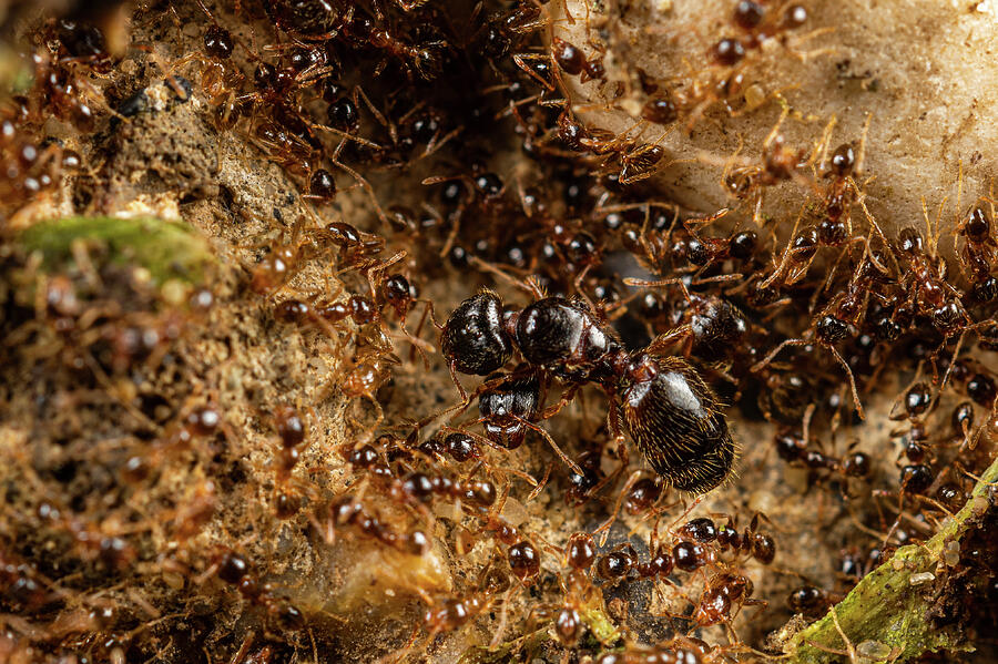 Wildlife Photograph - Ant Colony Queen Among Workers And Soldiers, Rome, Italy. by Emanuele Biggi / Naturepl.com