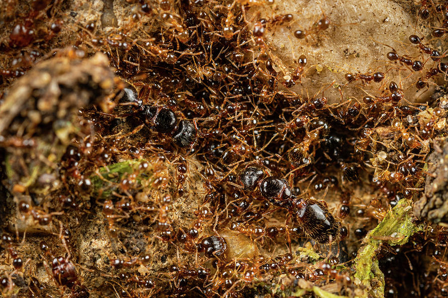 Wildlife Photograph - Ant Colony, Two Queens Among Workers And Soldiers. Rome by Emanuele Biggi / Naturepl.com
